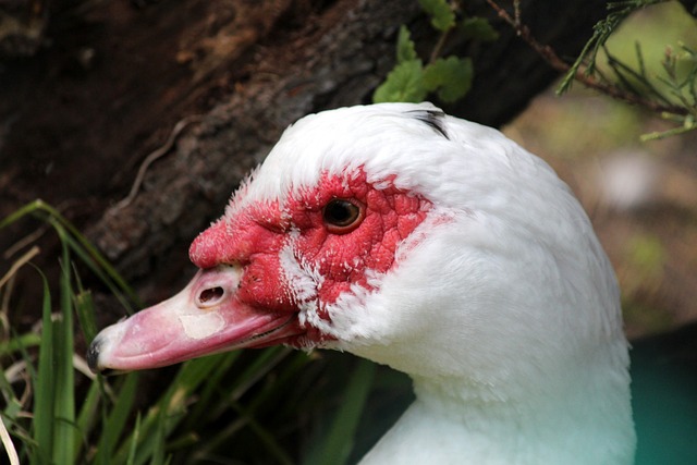 保羅的掌控 保羅的掌控